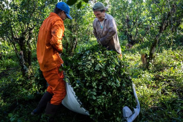 Yerba y arroz correntinos: el productor gana cada vez menos