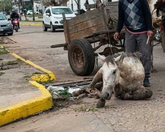 Rescataron a tres caballos maltratados en Corrientes