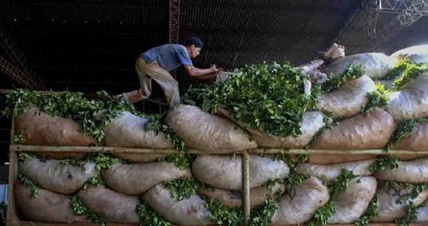 Corrientes crece en yerba mate, pero el productor pierde