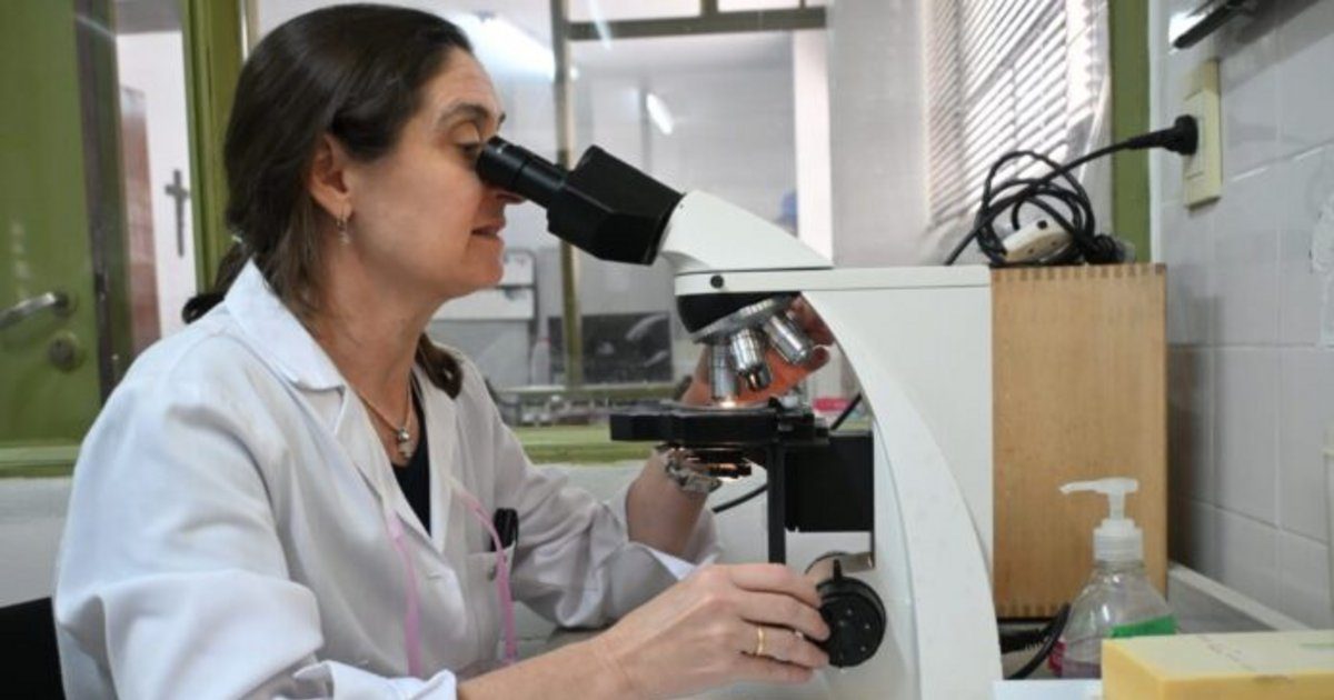 Hallan una proteína clave en el cáncer renal de células claras