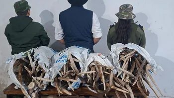 Escondía 70 kilos de astas de ciervo entre la leña