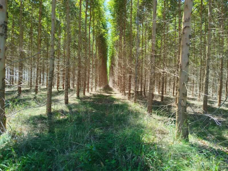 Bonos de carbono: el proyecto más grande del país está en Virasoro