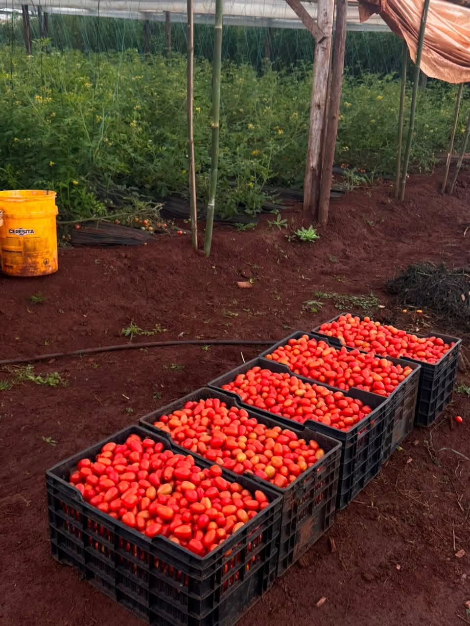 La familia Dalcolmo apuesta a la horticultura en Virasoro