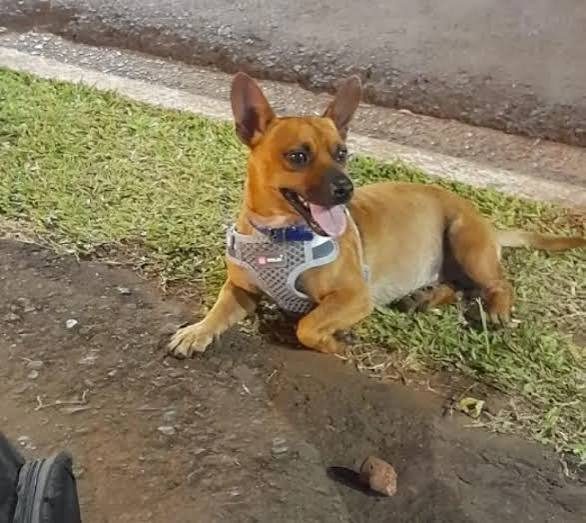 Médico santotomeño a juicio por matar a un perro a tiros