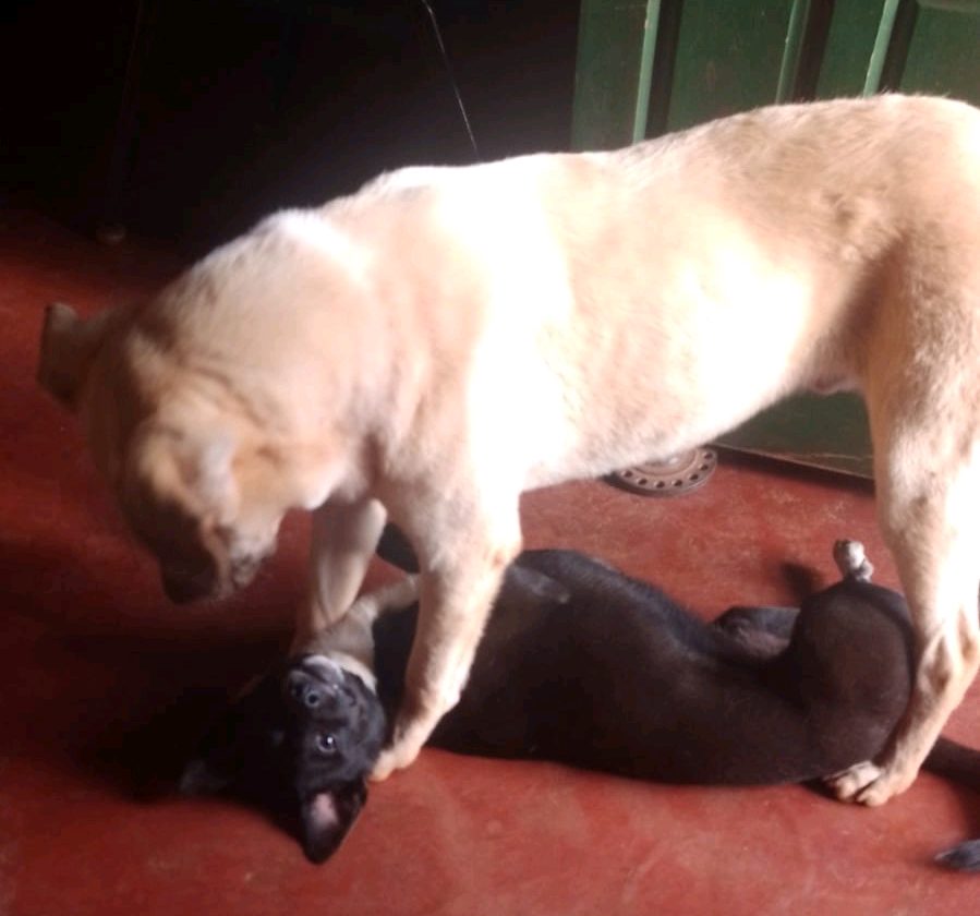 Buscan a León y Roco, dos perros perdidos en el barrio Narciso Vega