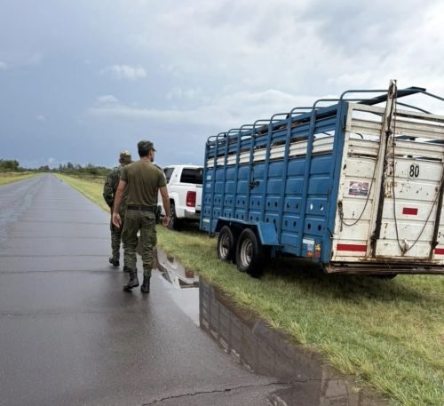 Secuestran camioneta y tres caballos sin documentación en San Luis del Palmar