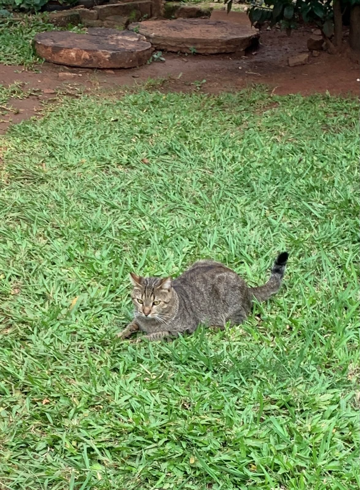 Buscan a Mbara, el gato perdido en Amado Bonpland