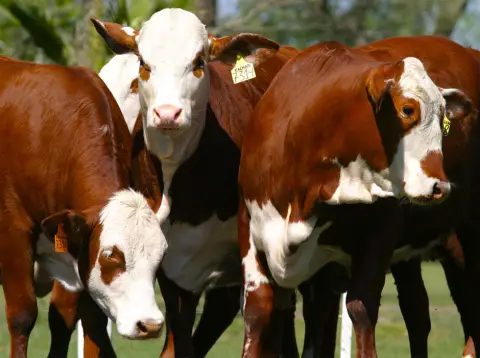 Corrientes: la ganadería mueve US$ 910 millones al año
