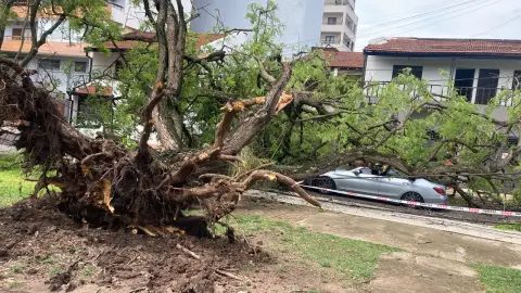 Un árbol cayó sobre su auto en Corrientes y salió ilesa