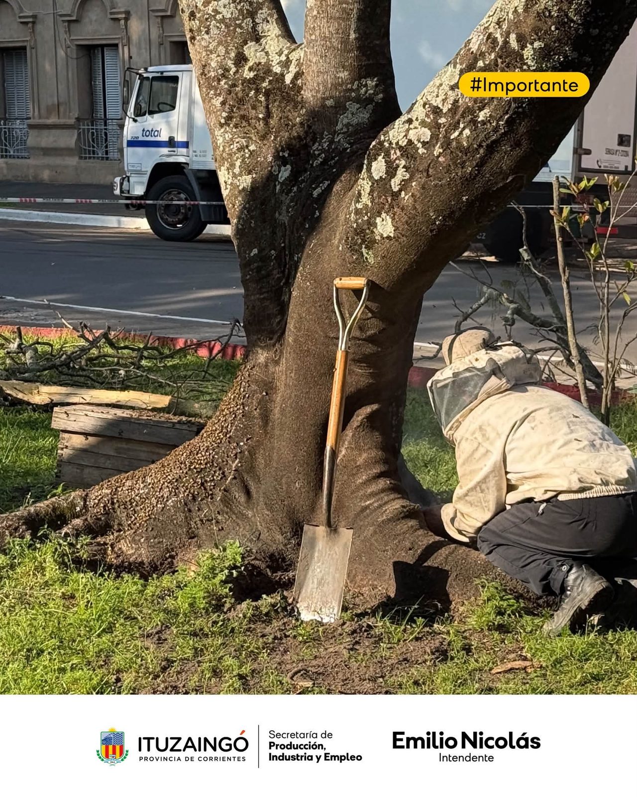 Retiran un enjambre de abejas en Plaza Centenario