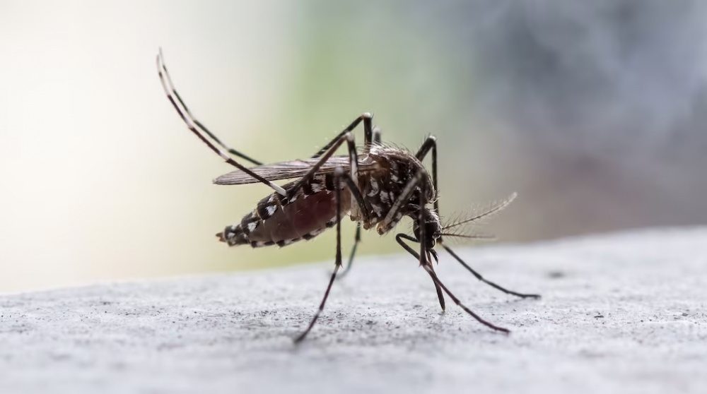 Alertan por riesgo de dengue en el norte argentino