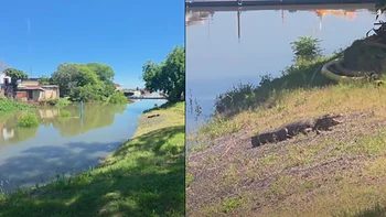 Un yacaré apareció en el parque Mitre por la crecida del Paraná