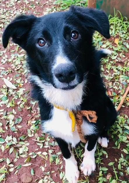 Buscan a un cachorro sustraído frente a su casa
