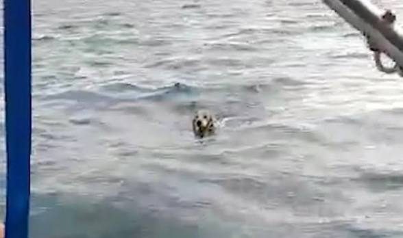 Pescadores rescatan a un perro que nadaba en altamar