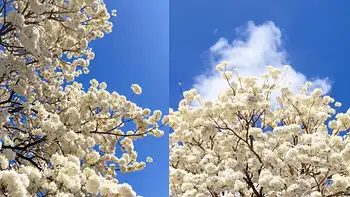 Un lapacho blanco floreció dos veces en la UNNE