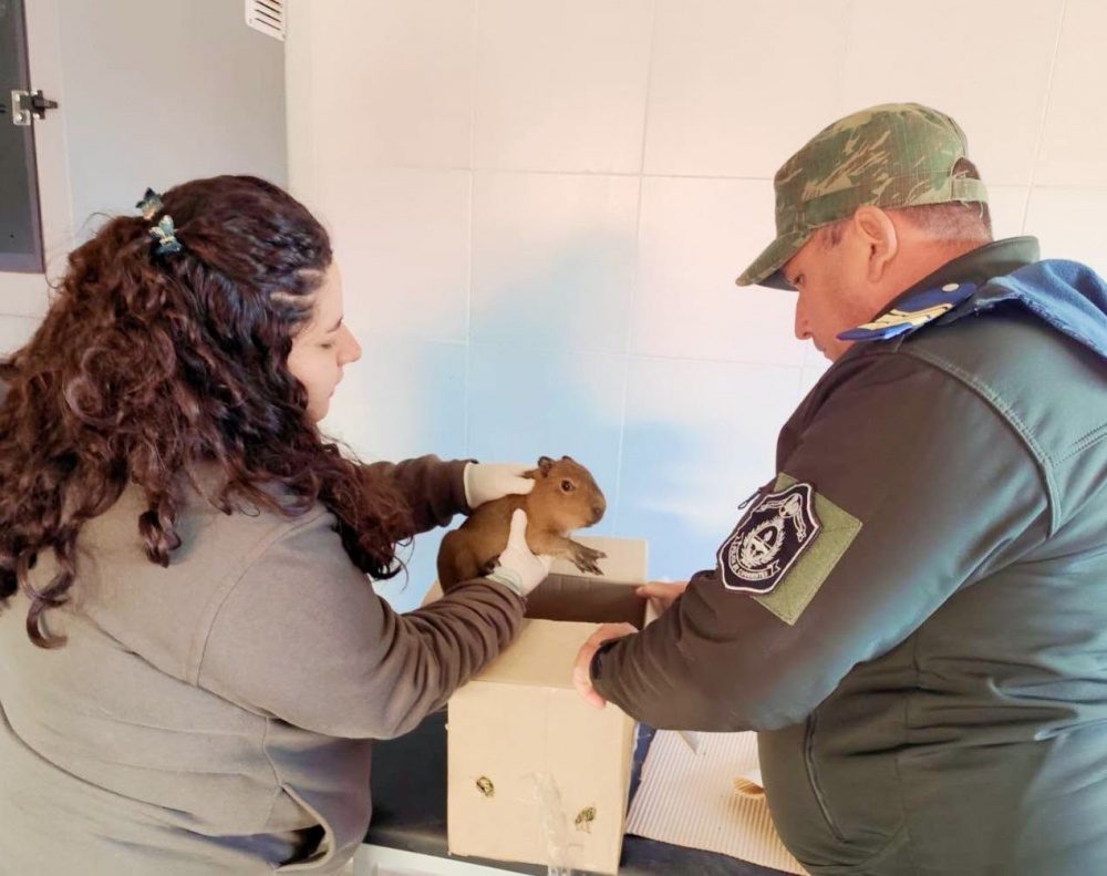 Rescatan en Corrientes crías de carpincho vendidas por WhatsApp