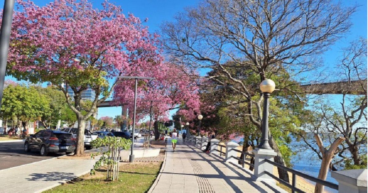 Los lapachos florecieron en Corrientes en el momento esperado