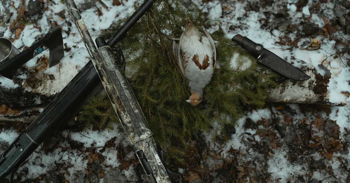 Foto: Tima Miroshnichenko / Pexels