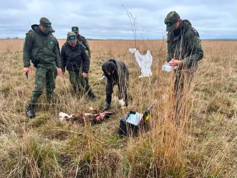 Mataron dos terneros en Concepción y sospechan de un yaguareté