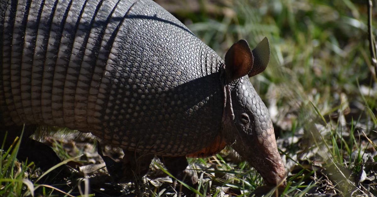 Foto: Chrtlmn / Pexels