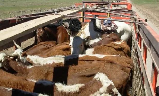 Detienen a tres misioneros con vacunos sin documentación en Santo Tomé