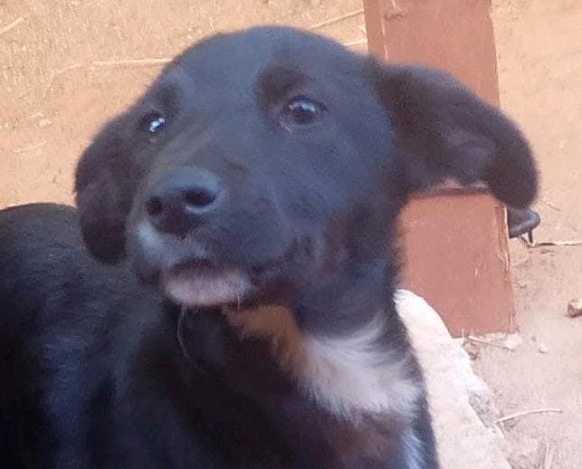 Buscan a Osita, una perrita sustraída el domingo