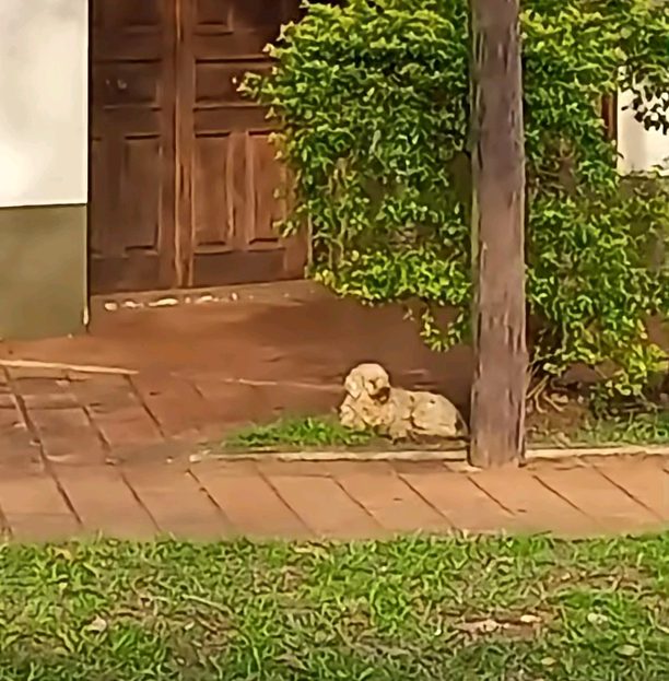 Buscan al dueño de un perro perdido en el centro