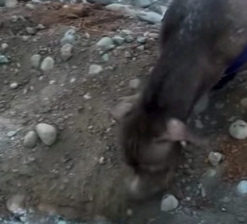 Perro acompañó el entierro de su compañero de juegos