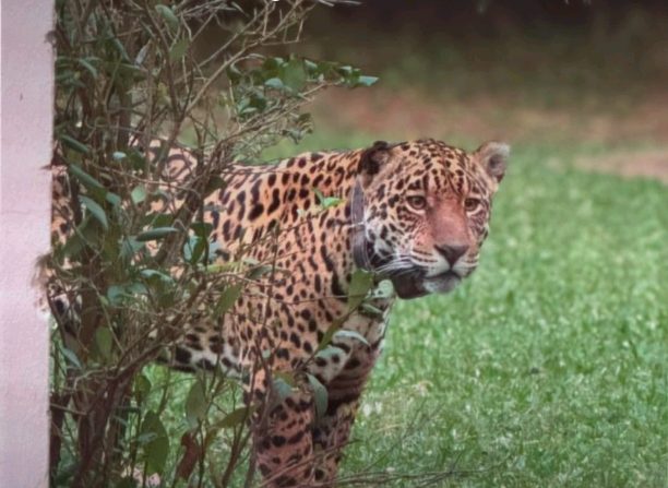 Yasy, la yaguareté que caminó tranquila entre turistas en Iberá