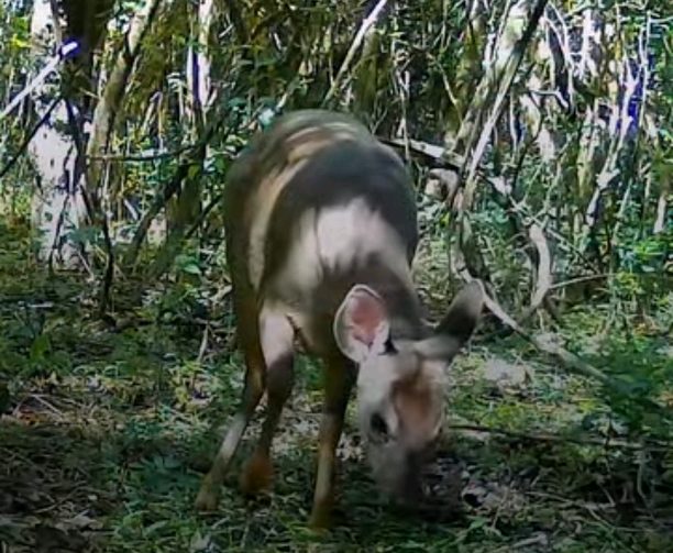 Cámaras trampa revelan la fauna de la Reserva Natural
