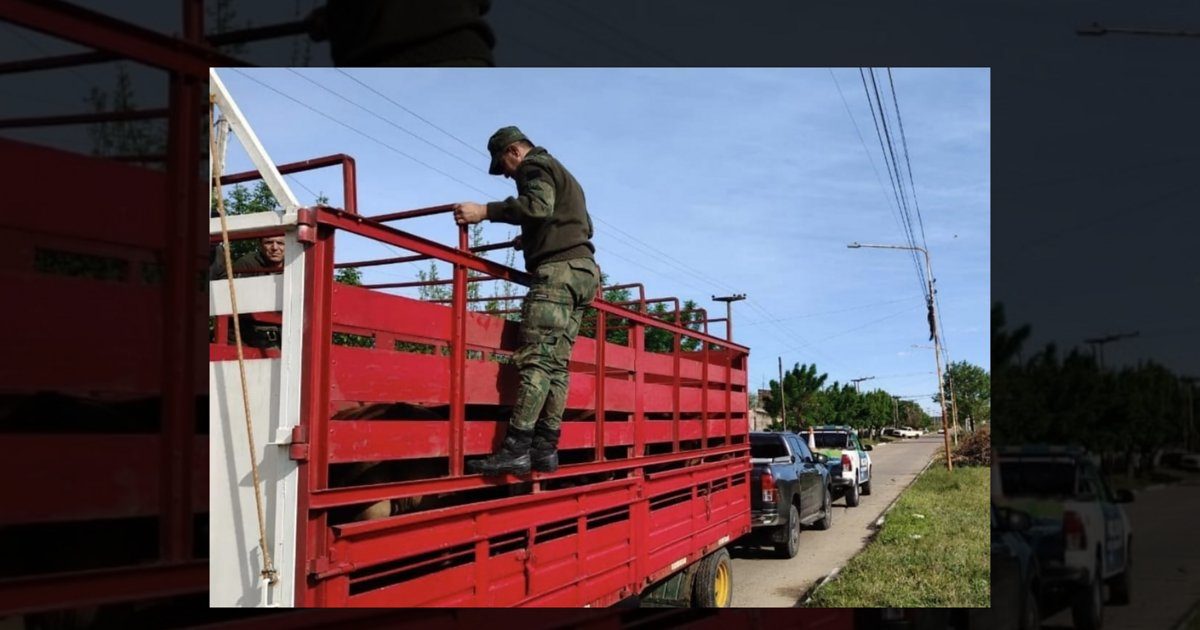 Multa de $4.000.000 por trasladar 20 vacas sin papeles en Corrientes