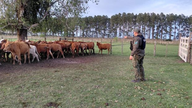 Recuperan y devuelven 41 vaquillas perdidas en La Cruz