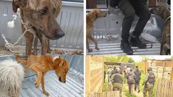 Rescatan a cuatro perros tras allanamientos por maltrato animal