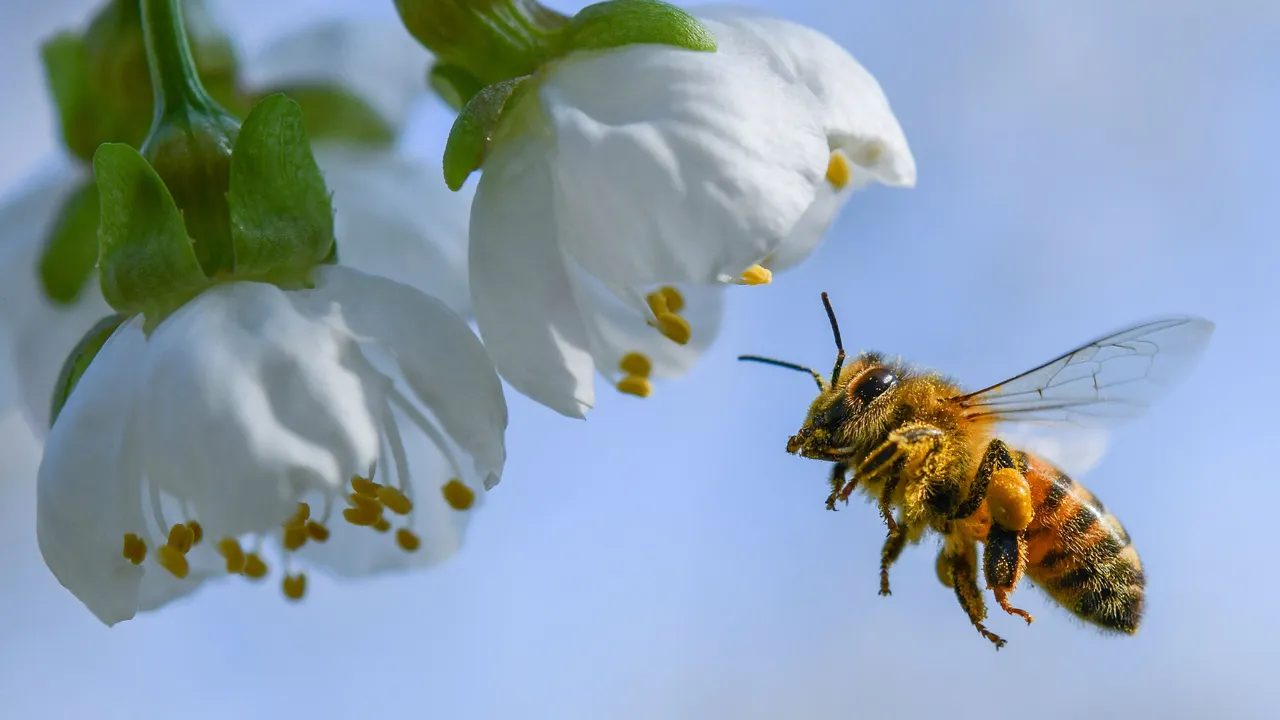 Veneno de abeja podría mejorar el tratamiento del Parkinson