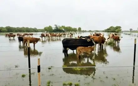 La creciente del Paraná complica a los ganaderos isleños de Corrientes