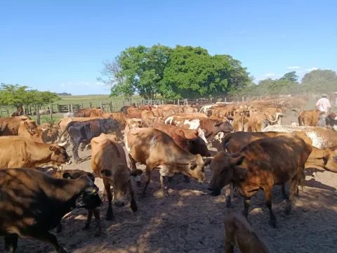 Recomiendan a productores preparar la hacienda ante El Niño