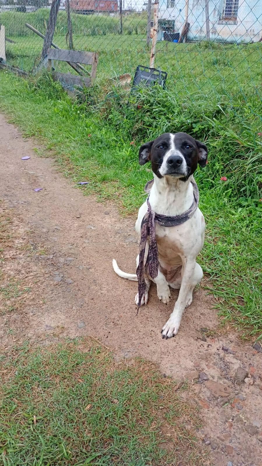 Buscan familia para una perrita abandonada en la calle
