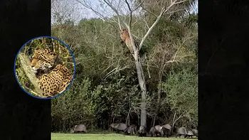 Pecaríes acorralaron a una yaguareté en el Iberá
