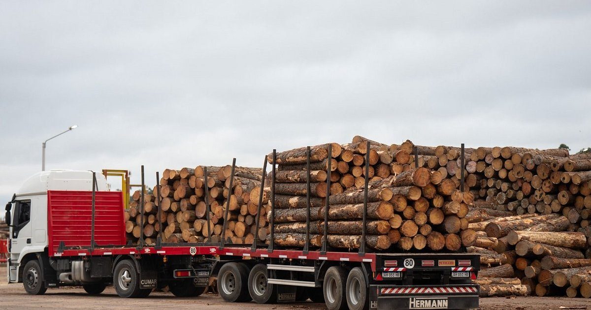 Zeni invierte en Esquina para triplicar su producción forestal
