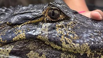 Crecida del Paraná: qué hacer si aparece un animal silvestre en Corrientes