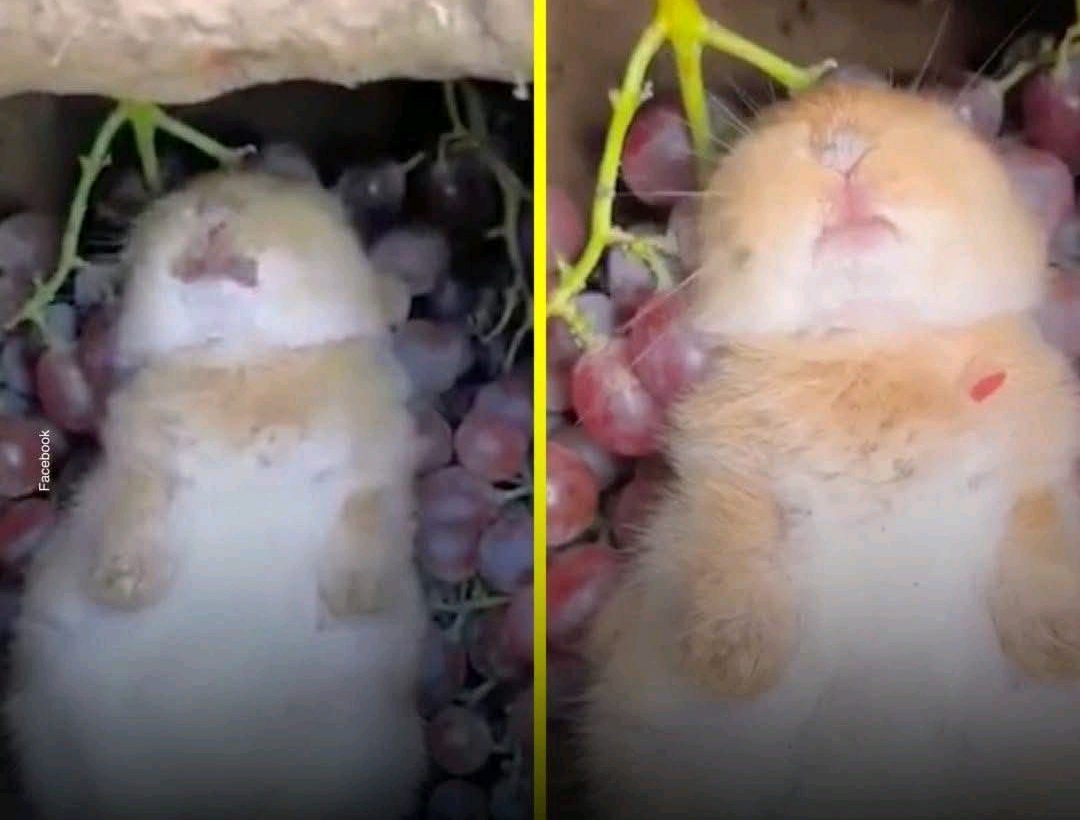 Un conejo cayó en un pozo de uvas fermentando en China