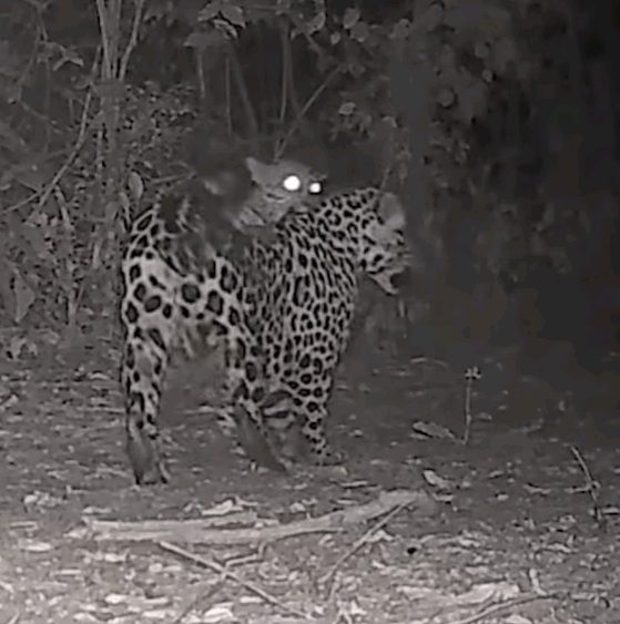 Filman a una yaguareté con su segundo cachorro en Iguazú