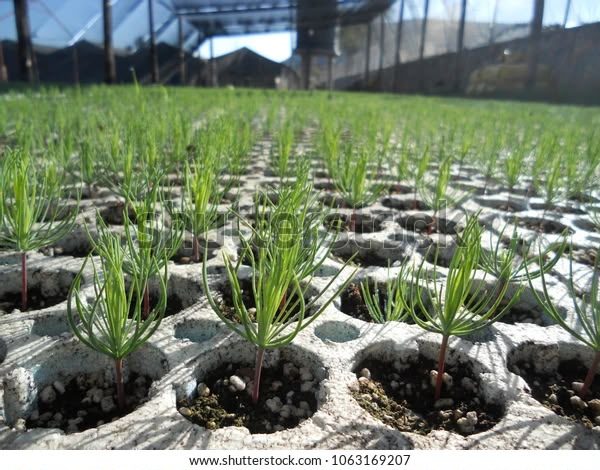 Entregan más de 7 mil plantines a pequeños productores de Santo Tomé