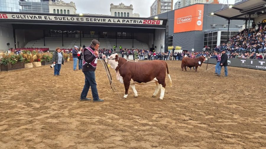 Un toro de Virasoro brilla en la Rural de Palermo