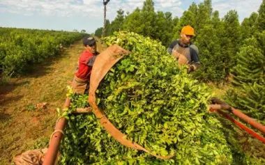 CORRIENTES Y MISIONES SON LAS DOS ÚNICAS PROVINCIAS YERBATERAS DEL PAÍS.