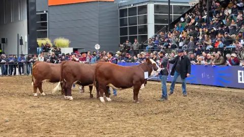 Corrientes exhibe su genética ganadera en la Rural de Palermo