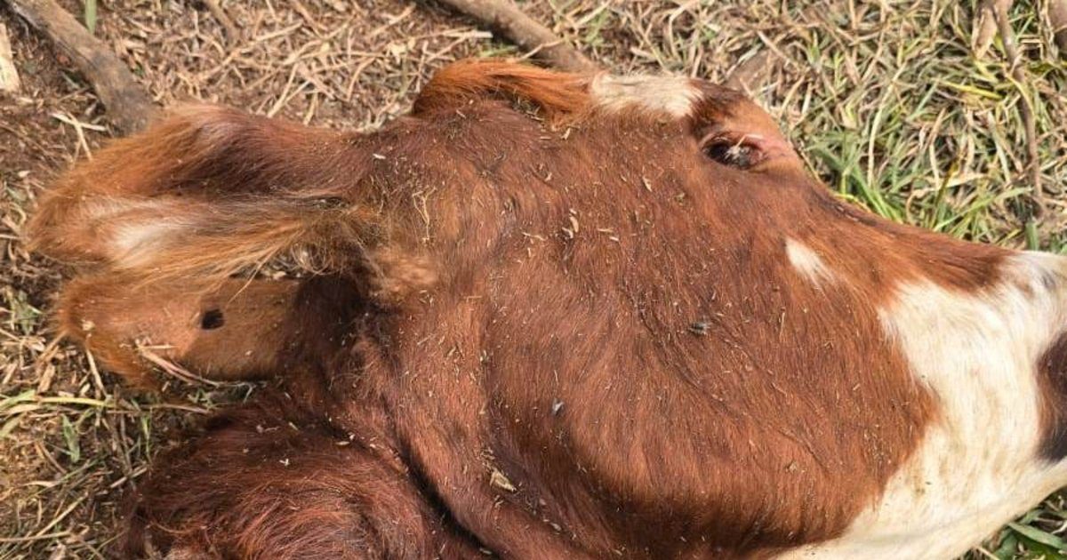 Nuevo robo y faena de vacas alarma a productores de Santo Tomé