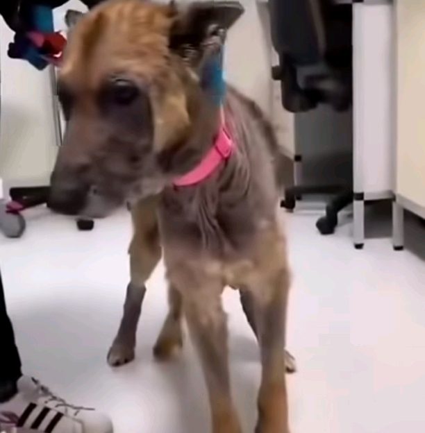 La transformación de un perro callejero que conmueve en redes