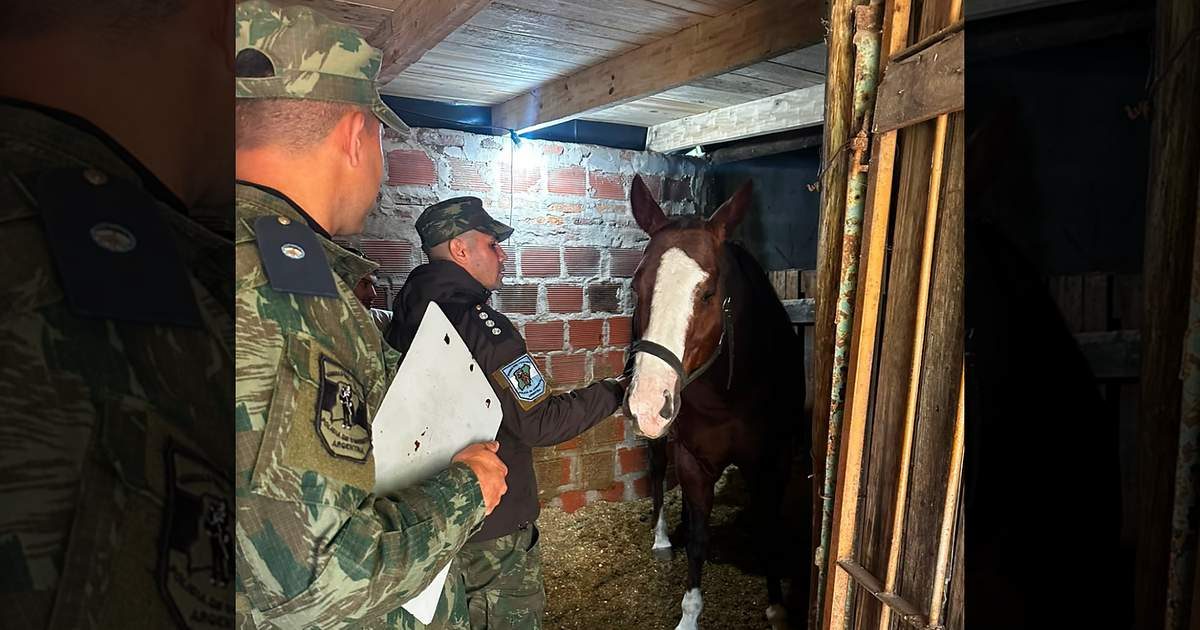Abigeato en Ituzaingó: recuperan un caballo robado tras allanamiento
