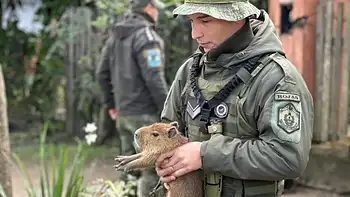 Rescatan en Ituzaingó a un carpincho criado como mascota